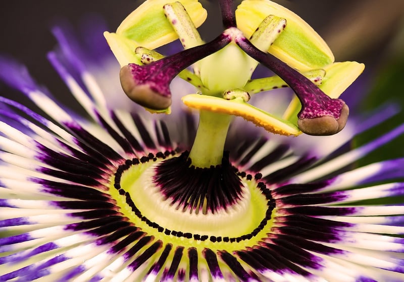 Exotic Taste Adventures